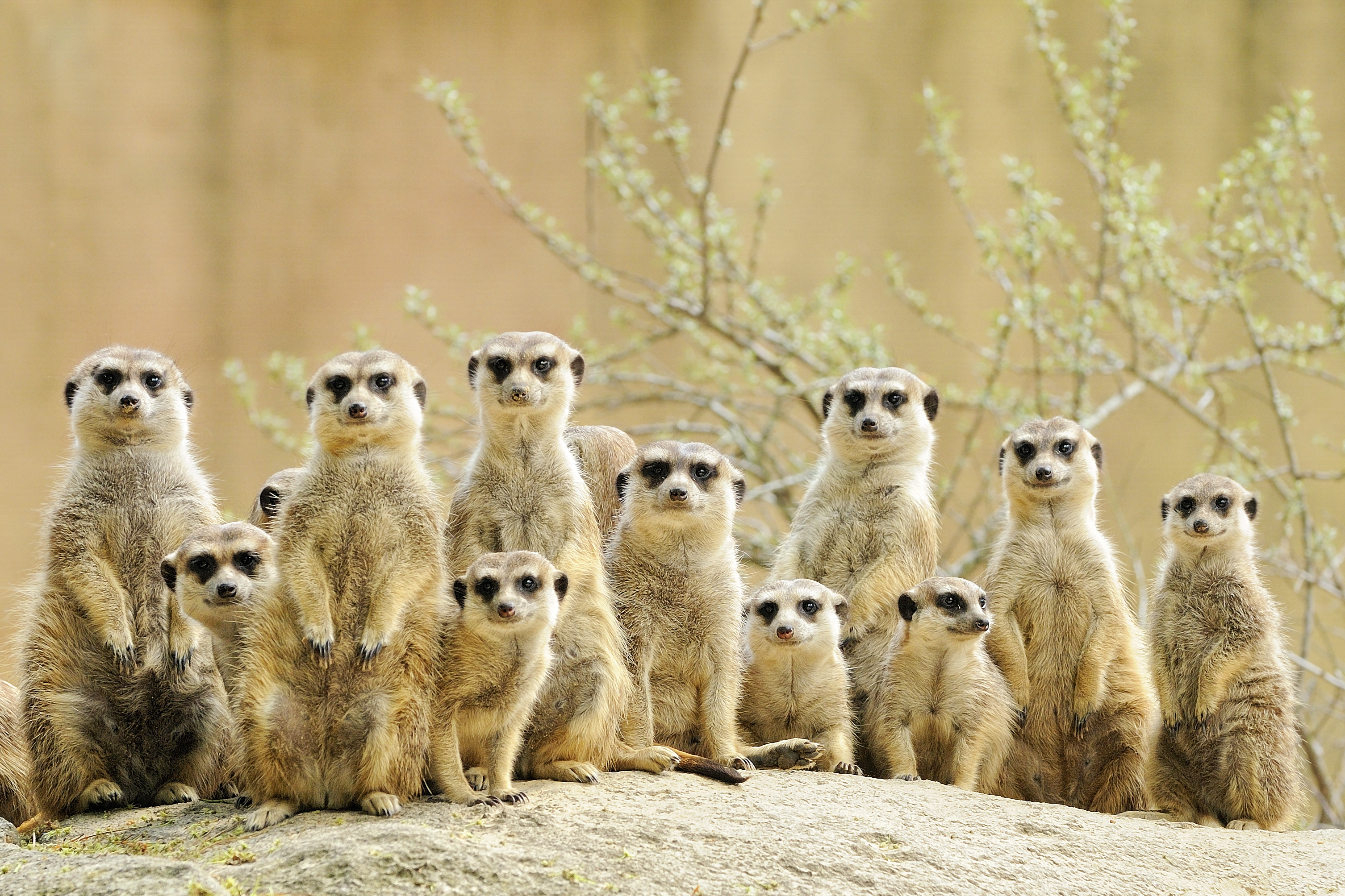meerkats habitat
