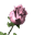 janier