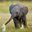 Little Elephant <3